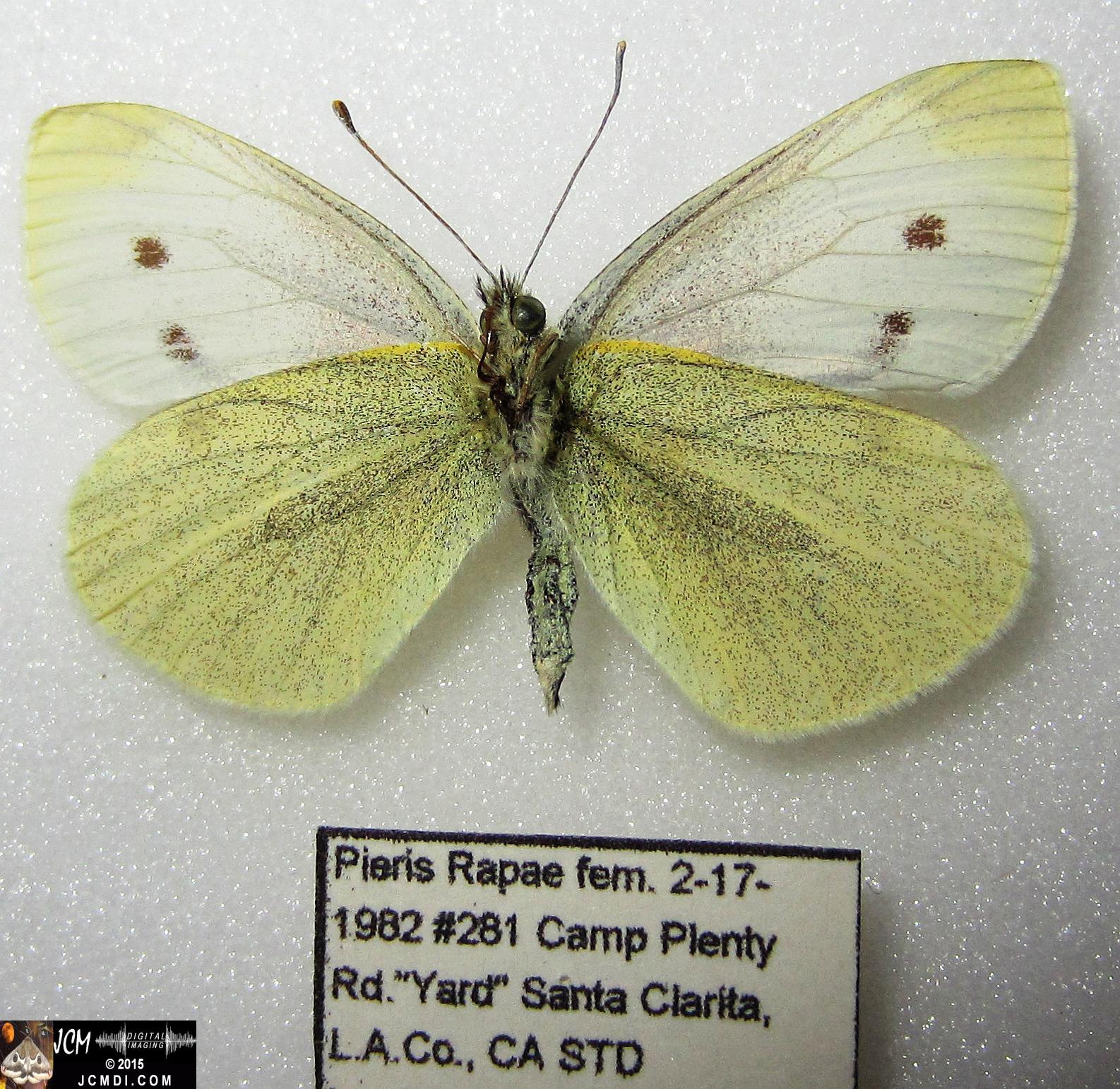 Cabbage Butterfly (Pieris rapae) adult insect, mounted female verso